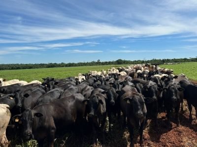 Foram visitadas propriedades em Minas Gerais, Goiás, Tocantins, Pará, Mato Grosso e Mato Grosso do Sul. Foto: Delcides Filho/Divulgação