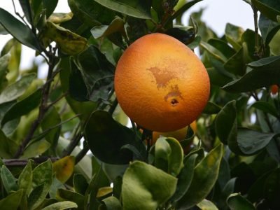 citros-1