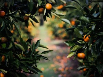 Laranja - Foto: unsplash
