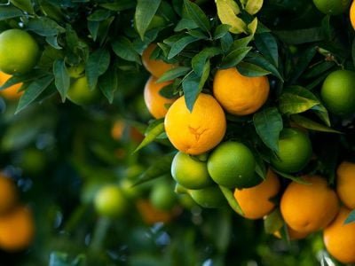 Citrus - Crédito: Shutterstock