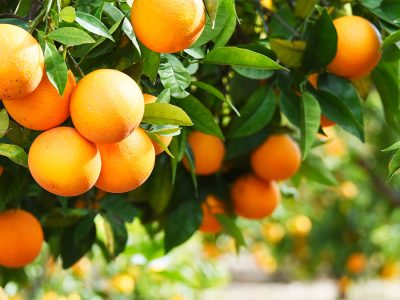 Citricultura - Fotos: Shutterstock