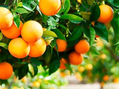 Citricultura - Fotos: Shutterstock