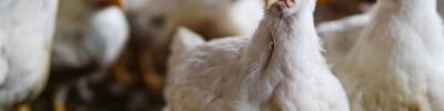 close-up-white-hens-field (Pequeno)