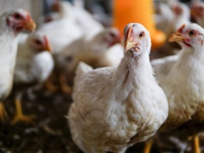 close-up-white-hens-field (Pequeno)
