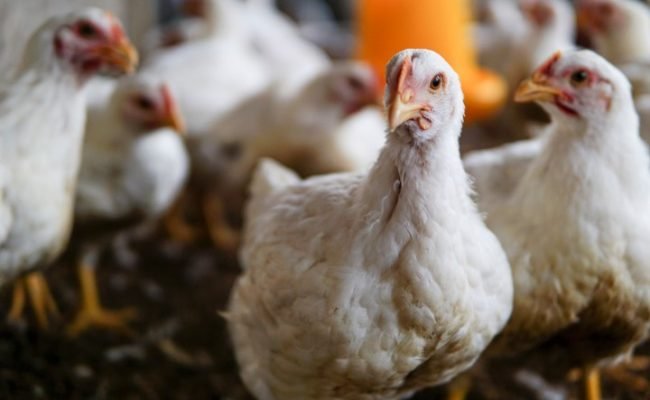 close-up-white-hens-field (Pequeno)