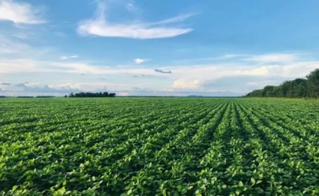 cms_files_817970_1716247810agricultura-regenerativa_20_-_05-Telefone