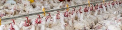 coccidiose-em-aves-saude-intestinal-facta