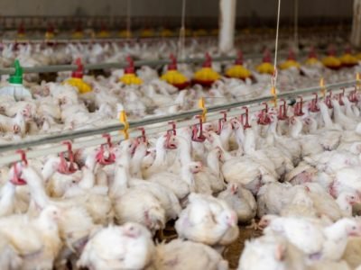 coccidiose-em-aves-saude-intestinal-facta