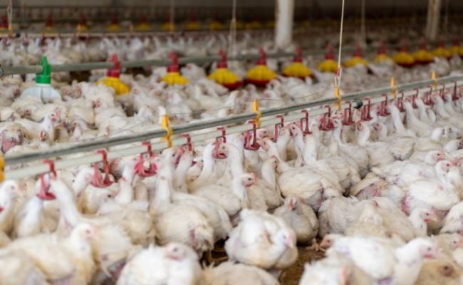 coccidiose-em-aves-saude-intestinal-facta