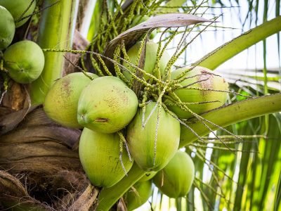 Coqueiro - Crédito: Shutterstock