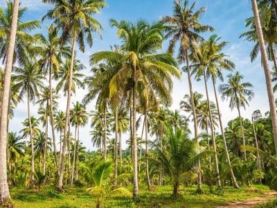 Coqueiro - Fotos: Shutterstock