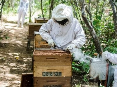 codevasf-incentiva-apicultura_13951525006_o