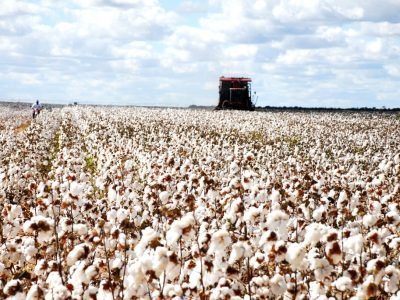 Colheita de algodão na Bahia - Crédito: ABAPA