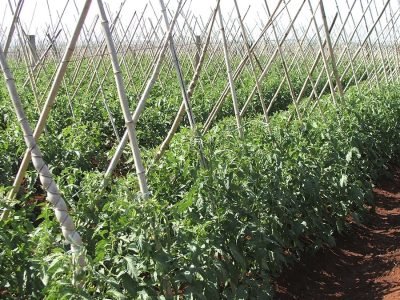 O cálcio reduz a incidência de erosões no solo - Crédito: Luize Hess