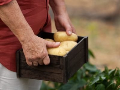 conexao-batata-brasileira-2026-feira-batata
