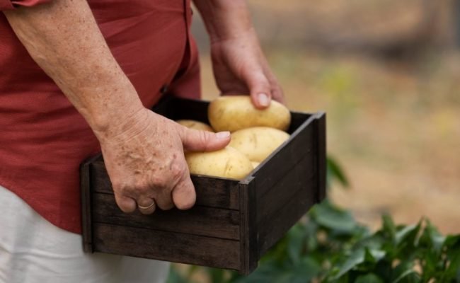 conexao-batata-brasileira-2026-feira-batata