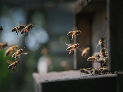 Abelha polinizando flor amarela em primeiro plano com plantação e corredor ecológico ao fundo, ilustrando a conservação de polinizadores na agricultura.