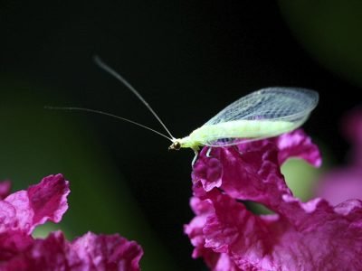 controle biológico - Chrysoperla externa adulto 1 - Crédito Luís Cláudio Paterno Silveira