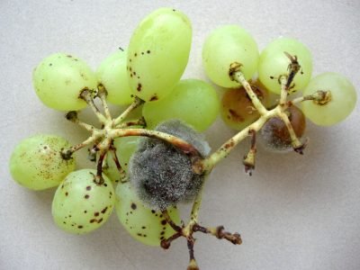 A podridão cinzenta está entre as doenças mais problemáticas para a agricultura e afeta diversas espécies de plantas. Na foto, podridão cinzenta em uva. Foto: Renata Gava
