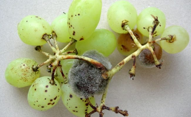 A podridão cinzenta está entre as doenças mais problemáticas para a agricultura e afeta diversas espécies de plantas. Na foto, podridão cinzenta em uva. Foto: Renata Gava