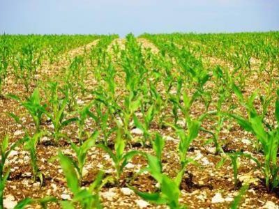 corn-1117270-12-2017