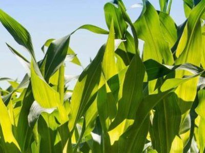 corn-1524981-01-2019