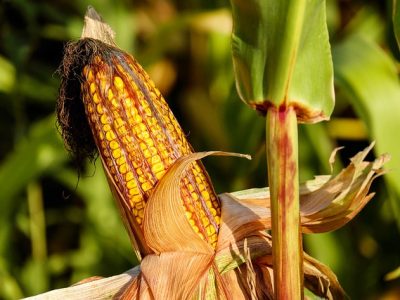corn-g31a11db70_640