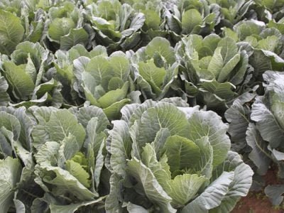 Couve - Crédito Luize Hess