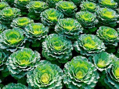 Couve-flor - Foto: Shutterstock