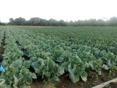 Couve-flor alpina alia resistência e qualidade para atender a demanda por alimentação saudável