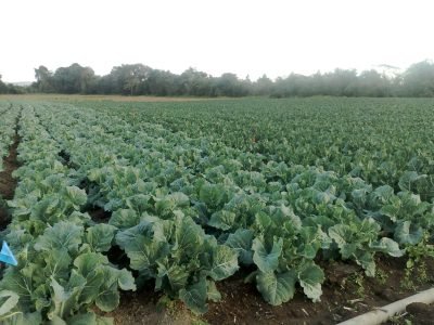 Couve-flor alpina alia resistência e qualidade para atender a demanda por alimentação saudável