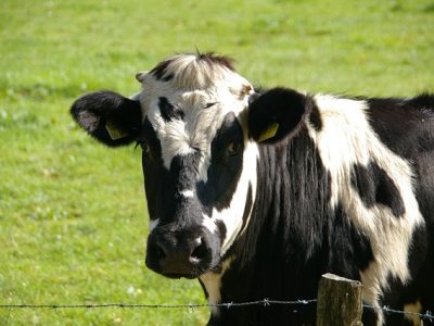 cow-g08981a41a_640