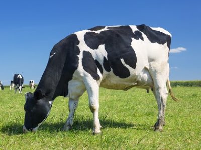 Cow grazing on a green meadow