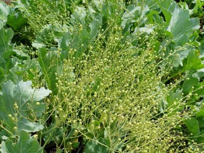 crambe no campo
