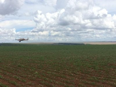 Perfect Flight é aliada à preservação das abelhas