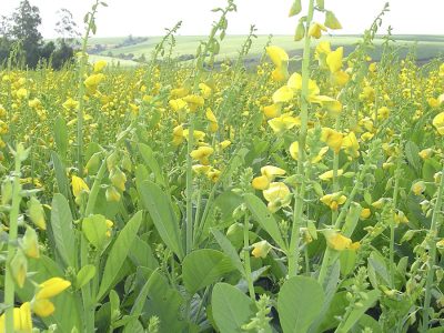 Lavoura de soja atacada por nematoides - Crédito: Rosângela Silva
