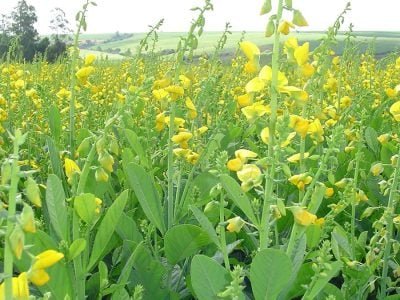 Lavoura de soja atacada por nematoides - Crédito: Rosângela Silva