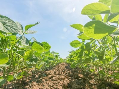 Soja - Créditos: shurtterstock