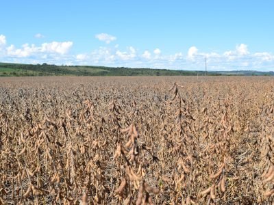 Cultivar de Soja - Crédito TMG