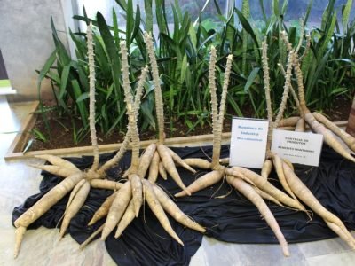 cultivar-mandioca-iac-139