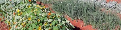 cultivares-hortalicas-nao-convencionais-embrapa