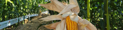 cultivares-milho-para-silagem-epagri