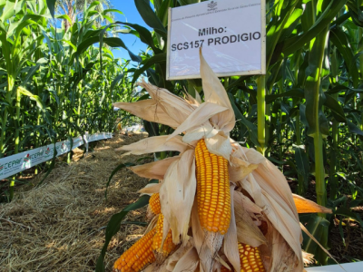 cultivares-milho-para-silagem-epagri