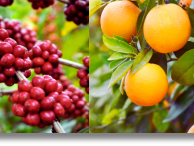 cultura-cafe-laranja-biomix