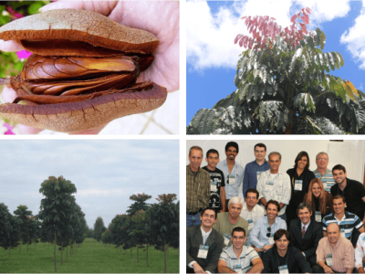 curso-producao-de-mudas-mogno-africano