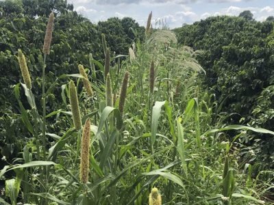 Plantas de cobertura na lavoura de café - Foto: Divulgação