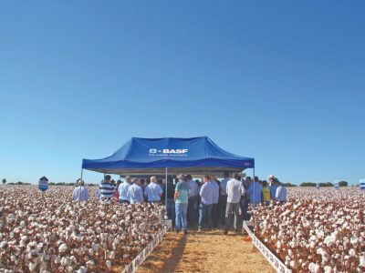 Algodão com alta produtividade e qualidade de fibra