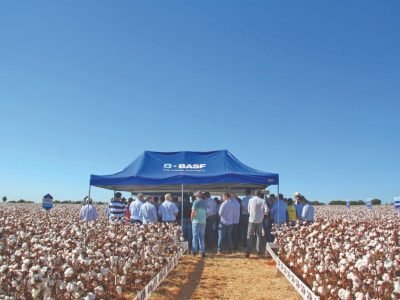 Algodão com alta produtividade e qualidade de fibra