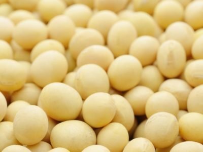 Pirataria e o futuro do mercado de sementes no brasil