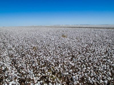 FMC apresenta soluções inovadoras para cotonicultura no 12ª CBA